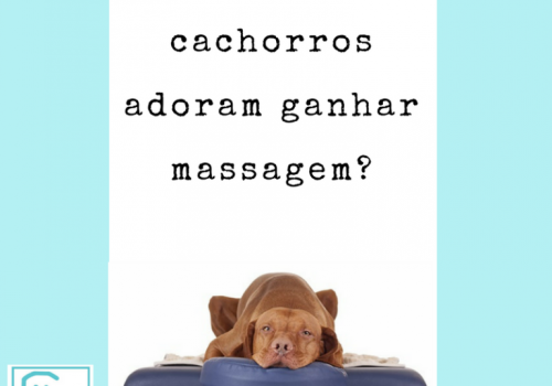 Cachorro-massagem-1-e1506100266608-768x768